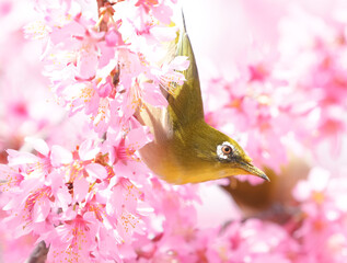 オカメ桜にメジロ