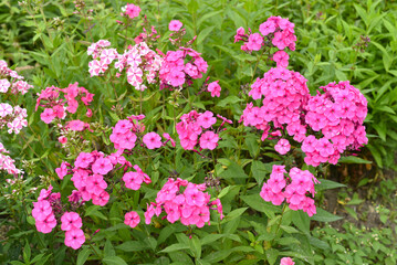 Phlox paniculata Pink flame (garden Phlox)