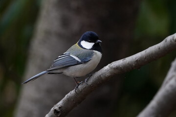 japanese tit in the forest