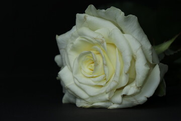 A chic white rose isolated on a black background. Beautiful white flower