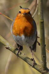 Rougegorge familier (Erithacus rubecula)