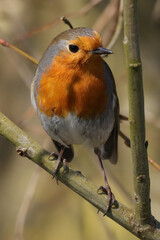Rougegorge familier (Erithacus rubecula)