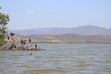 Fototapeta na wymiar ducks on the lake of tecomate pesquería 