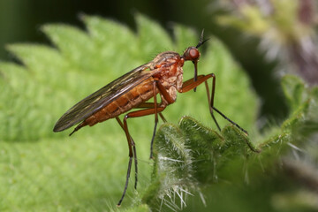 Empididae is a family of dipterous insects