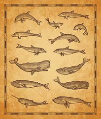 Vintage map elements with whales and sperm whale, narwhal and dolphins, vector sketch. Sea sailing map with ocean animals, sailor scroll retro sketch or monochrome woodcut © Vector Tradition