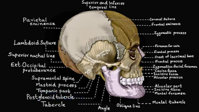 Anatomy of the human skull, animation, medical, science education, anatomy lessons, skull indexed, Adobe stock UHD, 4K