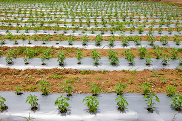 Chili plants in the field