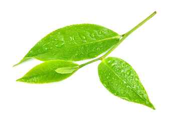 Obraz premium Green tea leaf with drops of water on white background.