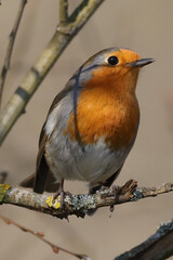 Rougegorge familier (Erithacus rubecula)