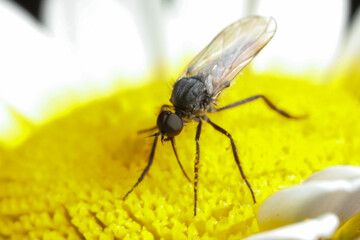 Dagger fly feeding on nectar 