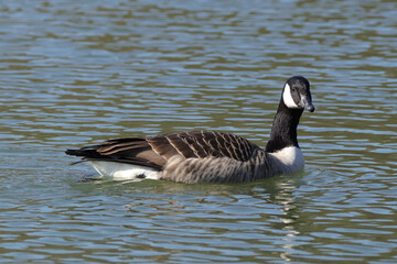 Bernache du Canada (Branta canadensis)