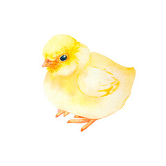 Watercolor illustration, cute yellow chick. Hand painted young chicken isolated on white background.