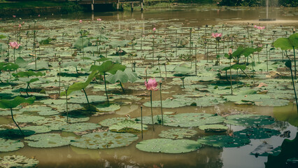 water lily in the pond