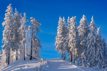 Winter wonderland in the mountains. Hiking path on top of mountain through spruces covered in frozen snow. Blue sky and white trees winter background