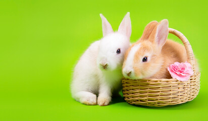 Fototapeta na wymiar Easter bunny and eggs concept.
