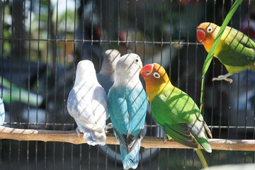 Beautiful lovebird alights in the morning