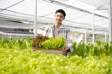 Hydroponics, Asian man holding vegetable basket standing on a farm, growing commercial organic vegetables, small business entrepreneurs. Organic vegetables growing concept