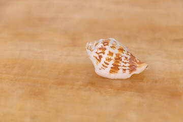 Selective focus of a seashell on beige background