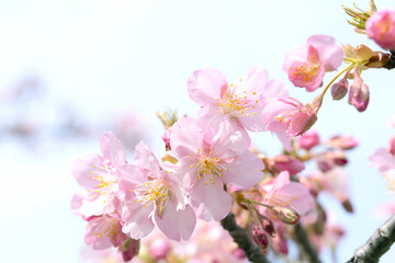 Obraz na płótnie Canvas さくら　やさしいピンクの桜　春のイメージ
