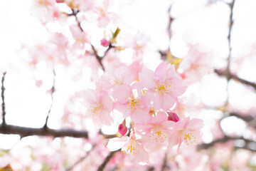 Obraz na płótnie Canvas さくら　やさしいピンクの桜　春のイメージ