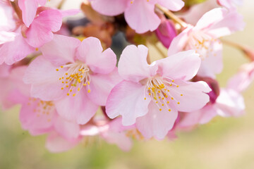 さくら　やさしいピンクの桜　春のイメージ