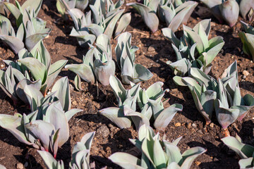 Full length photograph of tulips. The bulbs has not yet opened. Green color. Nature is reborn.