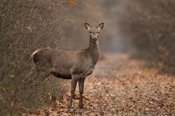 Naklejka na ściany i meble Red deer in the woods