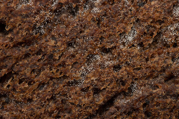 with mold pores on black bread as a background