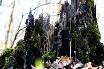 Tree stump with moss 