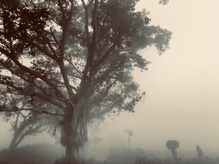 trees in the fog
