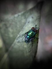 fly on leaf