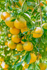 organic orange agriculture harvest plantation.