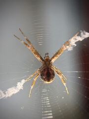 spider on the web