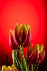 Fototapeta premium tulip flower decoration