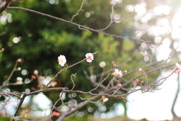 cherry blossom in spring
