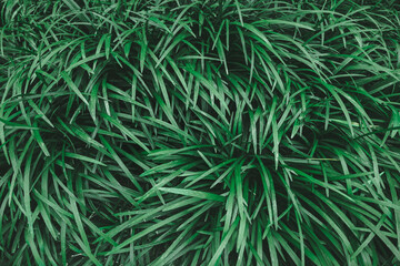 Naklejka na ściany i meble green grass background
