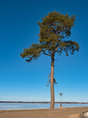 Fototapeta premium landscaped area landscape on the shore of a forest lake