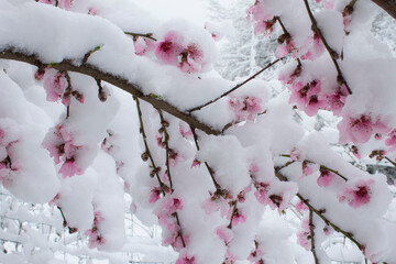 cerisier neige
