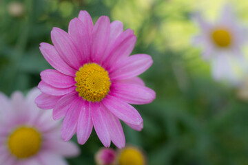 Obraz premium fleur marguerite