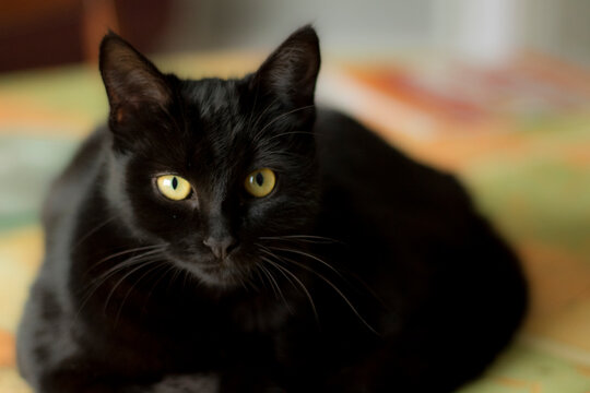 chat noir
