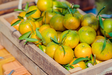 organic orange agriculture harvest plantation.