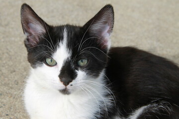 chaton noir et blanc