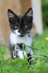 chaton noir et blanc