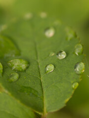 gouttes rosée feuille