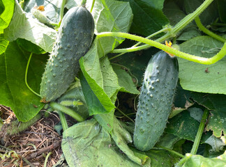 Ripe green cucumbers on a branch in the greenhouse..Close-up. Selective focus.