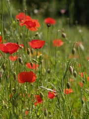 coquelicot