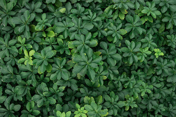 green leaves background