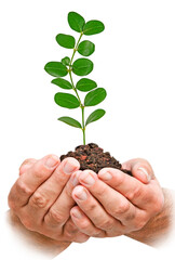 Close up of Sapling in hands