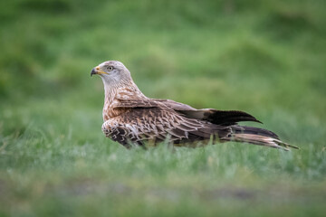 A close up portrait of a red kite, milvus milvus, standing on the grass with out of focus foreground and background