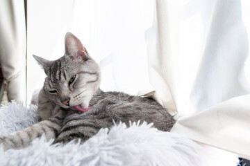毛繕いをする猫　サバトラ猫